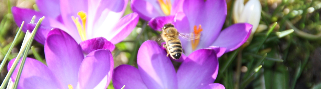 Biene auf Krokus